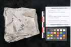Foto (Objekt + Etikett) von Sphenopteris haidingeri Ettingshausen (NHMW-GEO-2024-0188-10811)